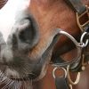 Dunraven Stud visit, 2010 January 18