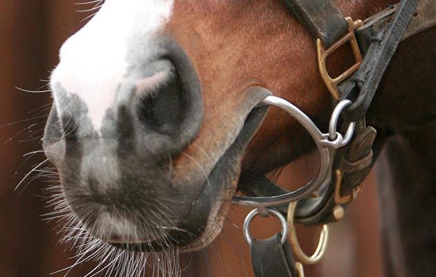 Dunraven Stud visit, 2010 January 18